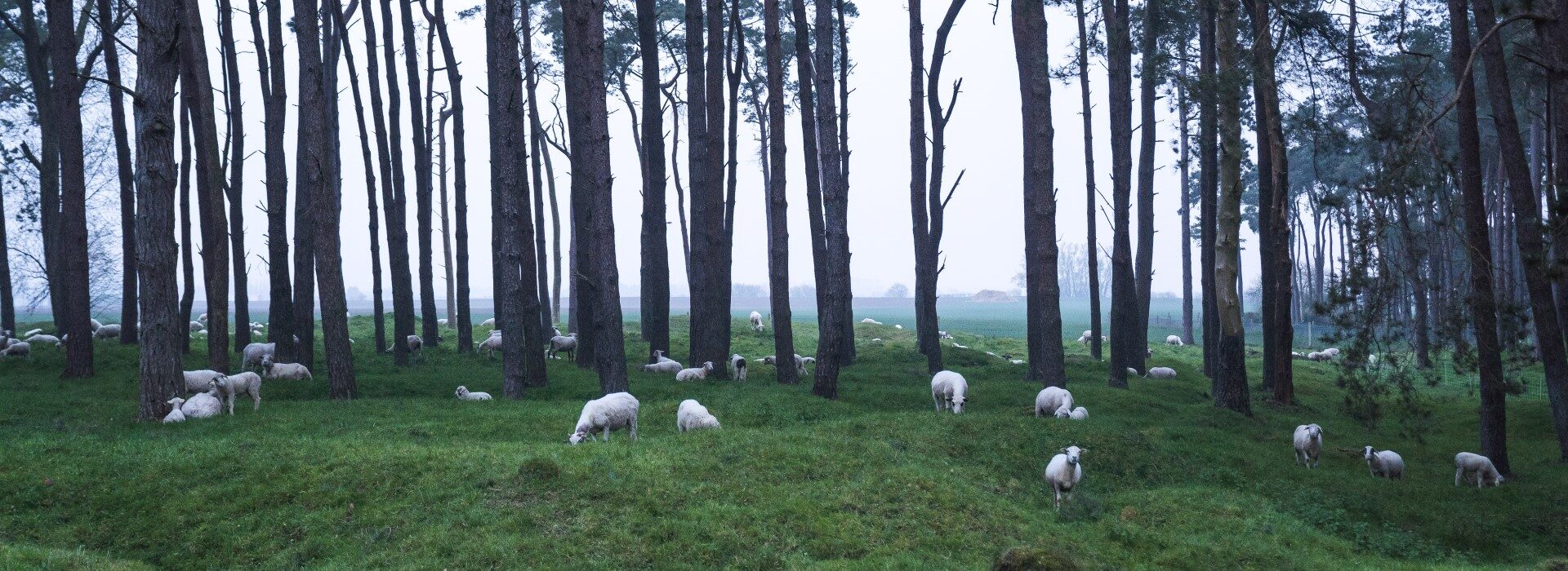 Parc du mémorial national du Canada à Vimy © Ministère Canadien des anciens combattants